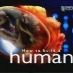 Как построить человека
