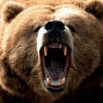 The truth about bears - Вся правда о медведях