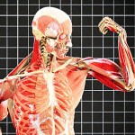 Тело человека: Грани возможного - Human body - Discovery - Смотреть онлайн
